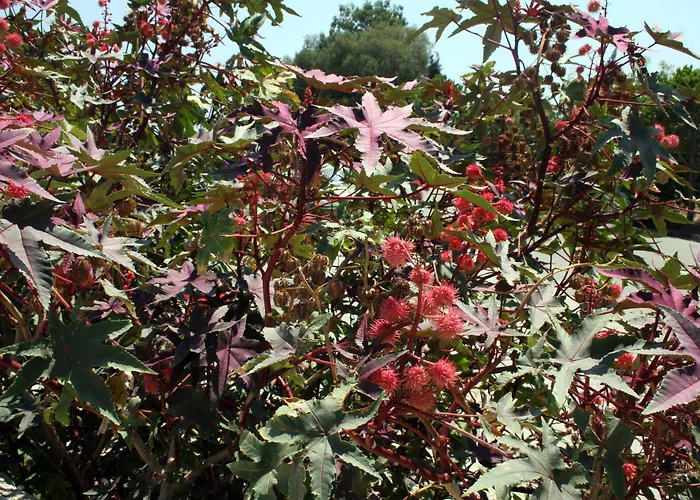 酒店 Evripides Village